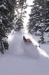 skiing through trees